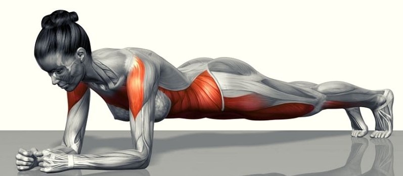 Comprehensive Insights into Plank Stretching: Unraveling the Interconnected Web of Physical and Cellular Harmony in Sports Medicine